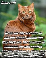 Image result for Serenity Prayer Cat