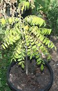 Image result for Curry Tree