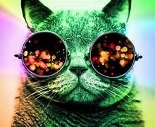 Image result for Cat with Galaxy Glasses