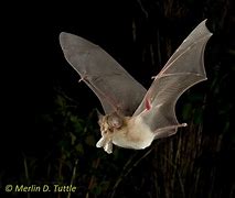 Image result for Insects That Bats Eat