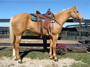 Image result for Mare Horses for Sale