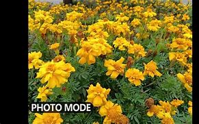 Image result for 5MP Camera Quality Samples