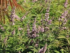 Image result for Vitex agnus-castus Pink Pinnacle