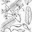 Image result for Tamarindus Indica