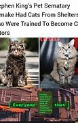 Image result for Pet Sematary Fred Dead Cat Meme