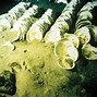 Image result for Titanic Bodies in Water