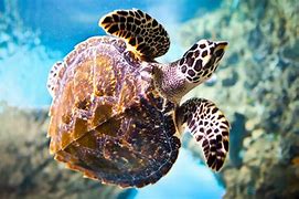 Image result for 8K Resolution Wallpapers Animals