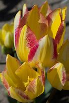 Image result for Tulipa Antoinette