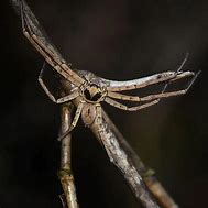 Image result for Vietnamese Cane Spider