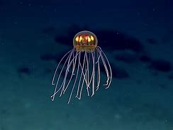Image result for New Underwater Species
