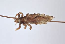 Image result for Ectoparasitos