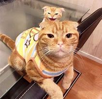 Image result for Funny Orange and White Cat