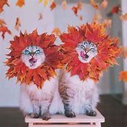 Image result for Funny Autumn Cats