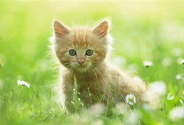 Image result for Beautiful Kitten Wallpaper