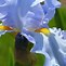 Image result for What Flowers Are Light Blue
