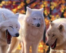 Image result for 2 Wolves Laughing Meme