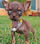 Image result for Guinness Book of World Records Smallest Dog
