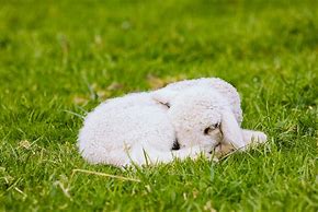 Image result for Sleeping Lamb