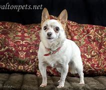 Image result for Senior Chihuahua