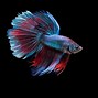 Image result for Red Betta Fish Wallpaper