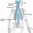 Image result for Spinal Cord Vertebrae Anatomy