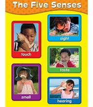 Image result for Five Senses Chart for Kids