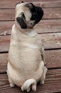 Image result for Pug Tail