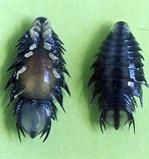 Image result for Parasitic Isopod