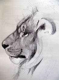 Image result for Amazing Easy Animal Drawings