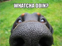 Image result for Dog Nose Meme