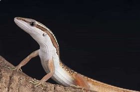 Image result for Long Tail Lizard