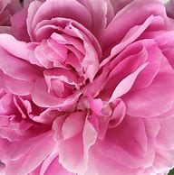 Image result for Hot Pink iPhone Flowers