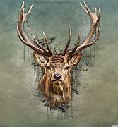 Image result for Deer Drawing