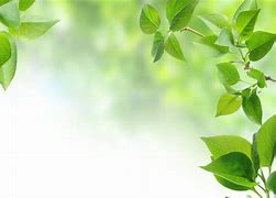 Image result for Background Green Leafy Wall