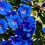 Image result for Blue Flowers Wallpaper 4K