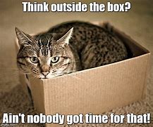 Image result for Cat Shit in a Box Meme