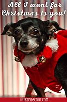 Image result for Funny Christmas Dog Sayings
