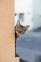 Image result for Cat Around Corner Paw Out Meme Tiger
