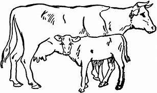 Image result for Cow Line Art