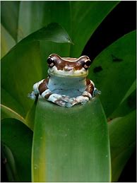 Image result for Smiling Frog