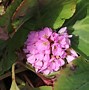 Image result for Bergenia cordifolia Herbstblüte