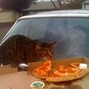 Image result for Cat Eating Pizza in Hotal