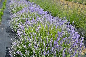 Image result for Lavandula angustifolia Blue Cushion (r)