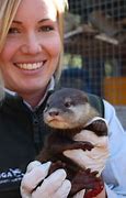 Image result for Cute Baby Sea River Otter