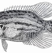 Image result for Fishing Club Clip Art Black and White
