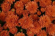 Image result for Fancy Mums