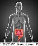 Image result for Large Intestine Facts