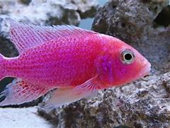 Image result for Fish Hooks Pink Fish