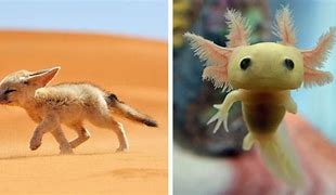 Image result for Weirdest Baby Animals