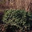 Image result for Sarcococca hookeriana